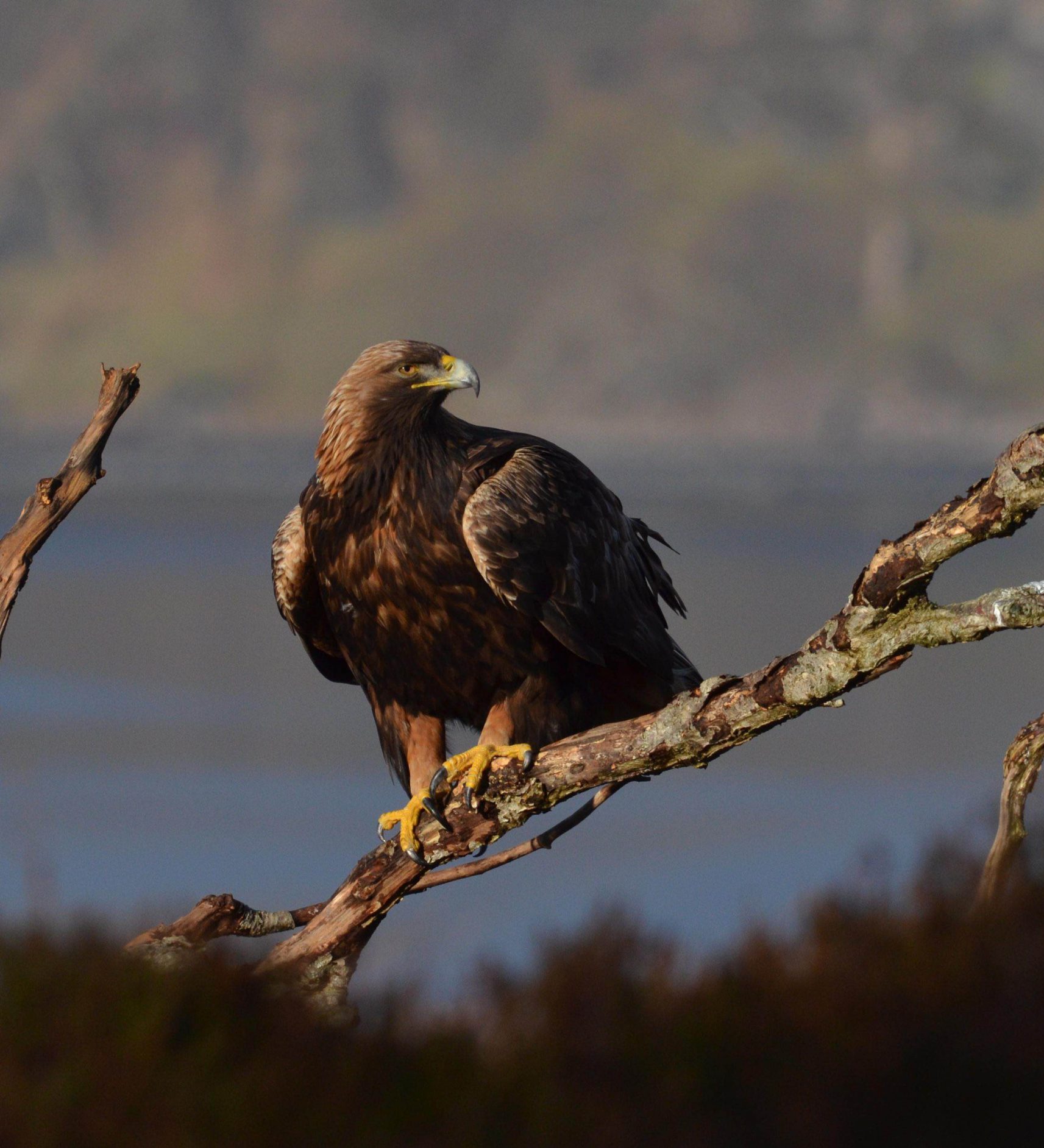 The Golden Eagle  Iolair Bhuiidhe Gaelic Argyll Cruising