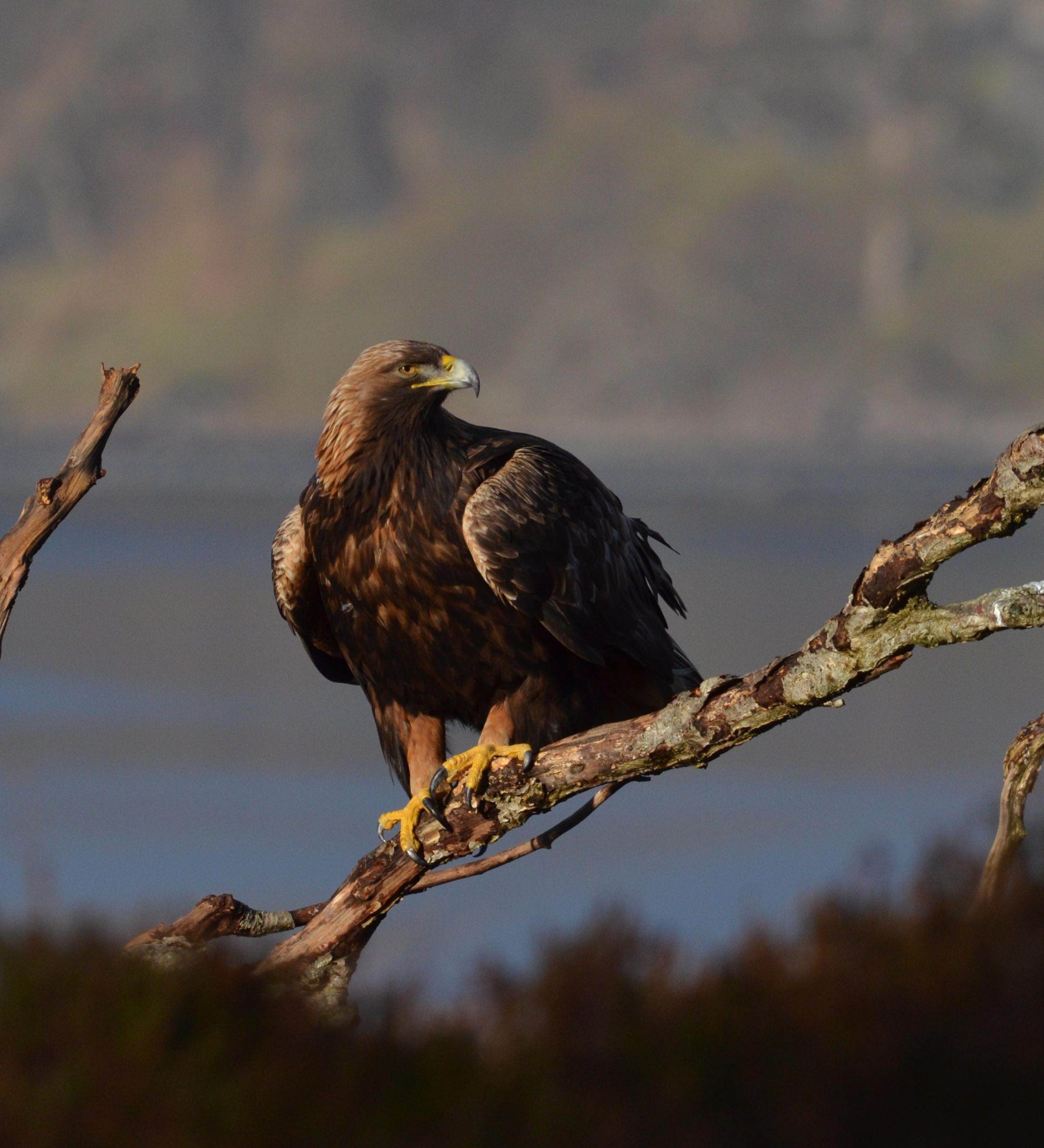 The Golden Eagle Iolair Bhuiidhe Gaelic Argyll Cruising