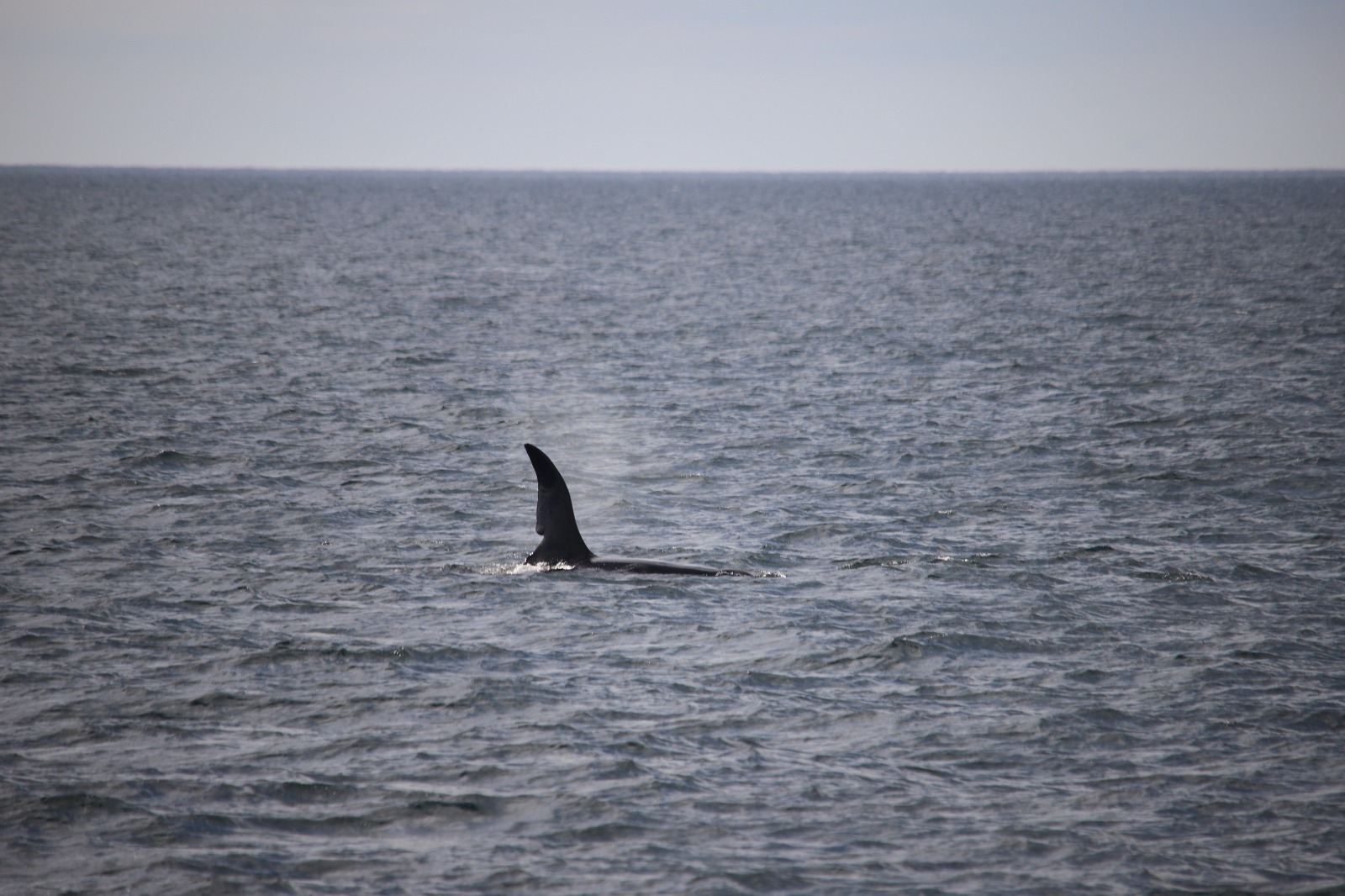 whale watching cruise scotland