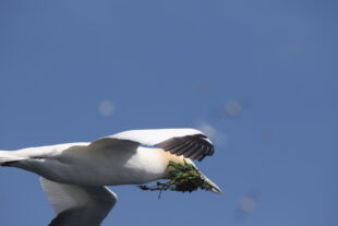 Argyll Cruising Scottish cruises, gannets at Ailsa Craig 